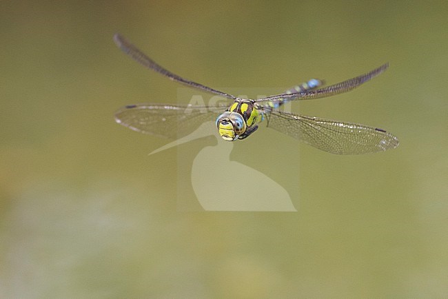 Blue Hawker (Aeshna cyanea), front view of an adult in flight, Campania, Italy stock-image by Agami/Saverio Gatto,