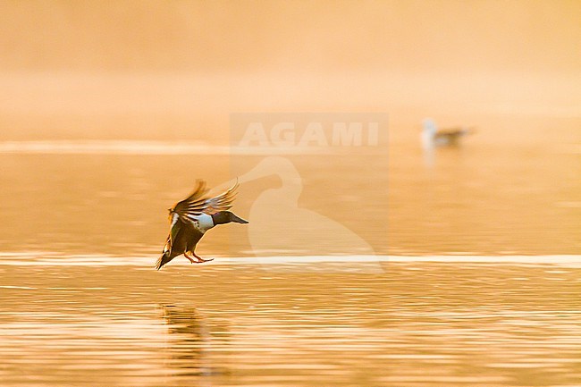 Slobeend, Northern Shoveler, Anas clypeata flock of males chasing a female in early morning light stock-image by Agami/Menno van Duijn,