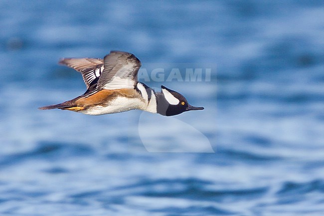 Hooded Merganser (Lophodytes cucullatus) flying in Victoria, BC, Canada. stock-image by Agami/Glenn Bartley,