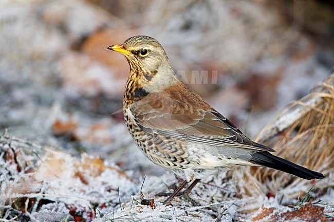 Kramsvogel in de winter; Fieldfare in winter stock-image by Agami/Markus Varesvuo,