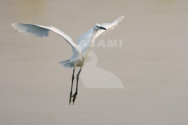 Kleine Zilverreiger in de vlucht; Little Egret in flight stock-image by Agami/Daniele Occhiato,