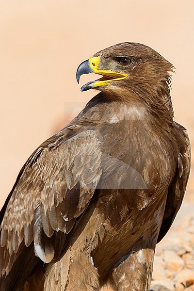 Steppe Eagle, Close up, Salalah, Dhofar, Oman (Aquila nipalensis) stock-image by Agami/Saverio Gatto,