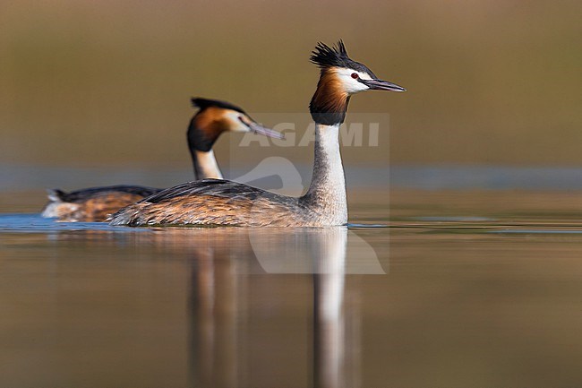 Adult Great Crested Grebe, Podiceps cristatus, in summer plumage swimming in a lake in Italy. Pair of grebes together. stock-image by Agami/Daniele Occhiato,