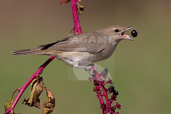 Tuinfluiter foeragerend op bessen; Garden Warbler foraging on berries stock-image by Agami/Daniele Occhiato,