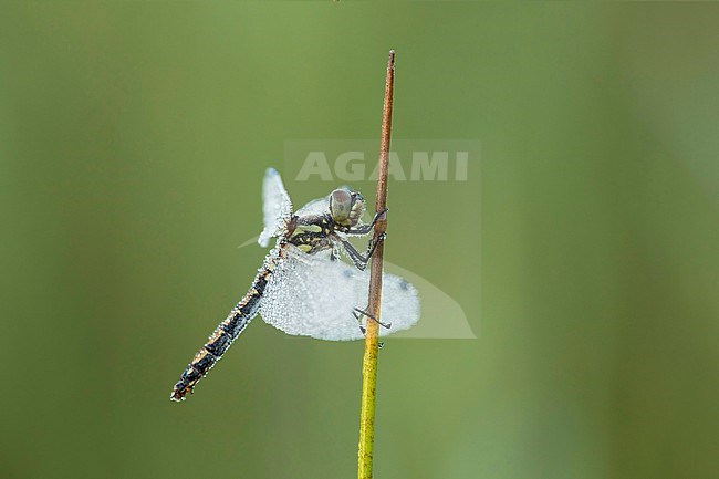 Zwarte heidelibel; Black darter; stock-image by Agami/Walter Soestbergen,