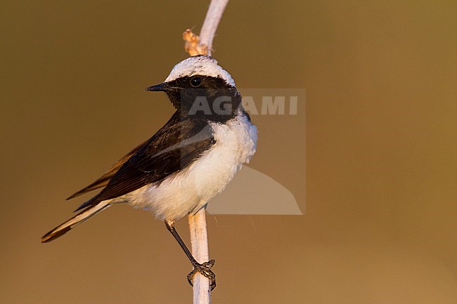 Pied Wheatear - Nonnensteinschmätzer - Oenanthe pleschanka, Kazakhstan, adult male stock-image by Agami/Ralph Martin,