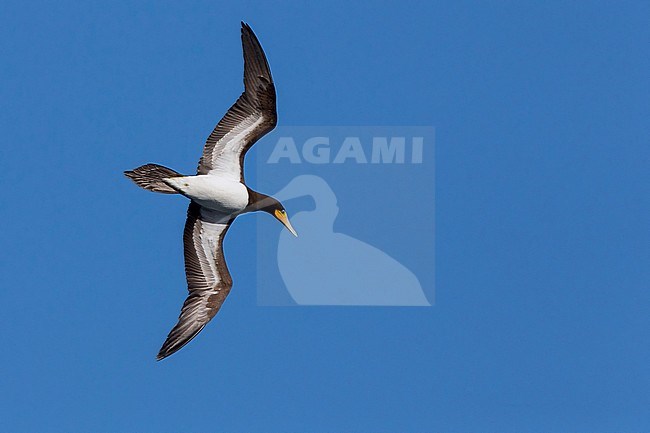 Brown Booby, adult, flight, Raso, Cape Verde (Sula leucogaster) stock-image by Agami/Saverio Gatto,