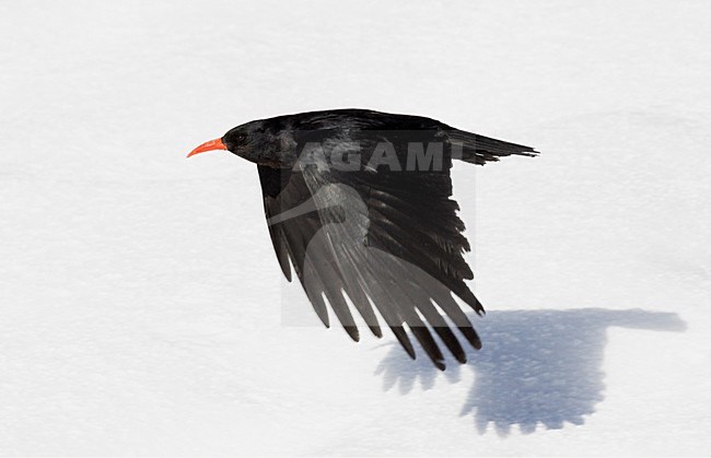 Alpenkraai in de vlucht; Red-billed Chough in flight stock-image by Agami/Markus Varesvuo,