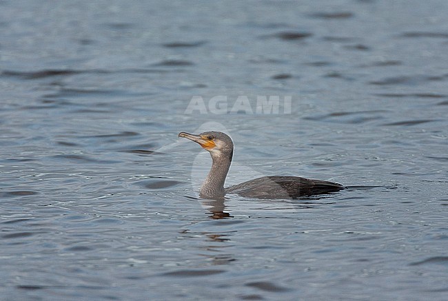 Immature Great Cormorant (Phalacrocorax carbo) swimming in a freshwater lake in the Netherlands. stock-image by Agami/Marc Guyt,