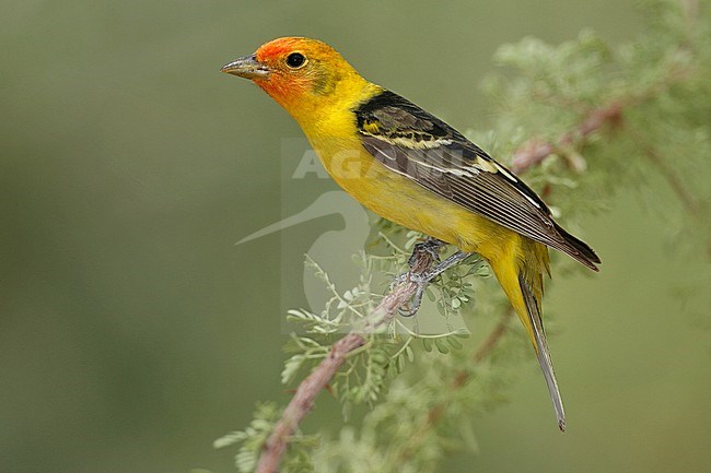 Adult male
Riverside Co., CA
May 2008 stock-image by Agami/Brian E Small,