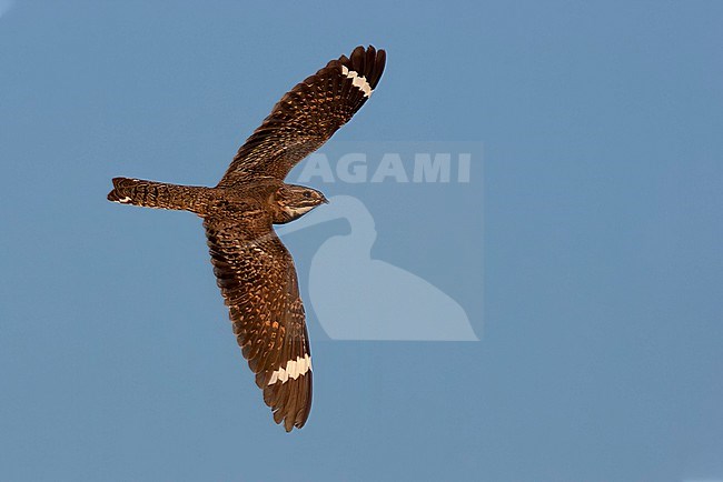 Adult male Lesser Nighthawk, Chordeiles acutipennis
Kern Co., CA stock-image by Agami/Brian E Small,