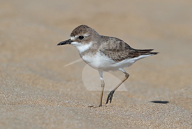 Greater Sand Plover (Charadrius leschenaultii) standing on a beach in Oman. stock-image by Agami/Aurélien Audevard,
