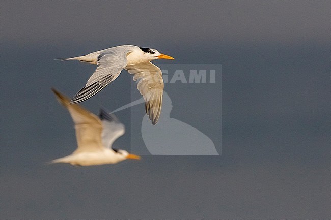 Adult African Royal Terns (Thalasseus maximus albididorsalis) flying along the coast over the ocean, near Freetown in Sierra Leone. stock-image by Agami/David Monticelli,