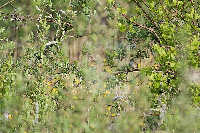 Black-faced Bunting - Maskenammer - Emberiza spodocephala ssp. spodocephala, Russia (Baikal), adult male stock-image by Agami/Ralph Martin,