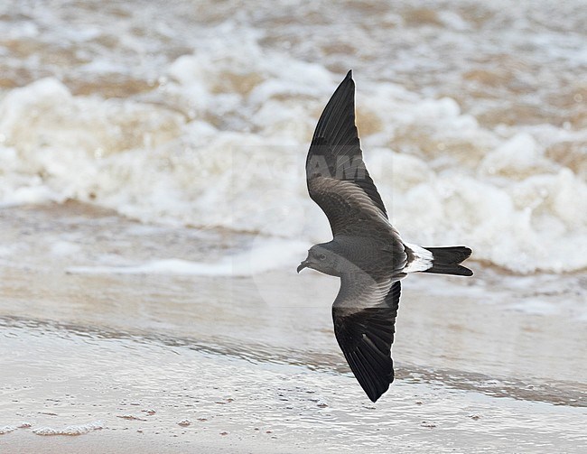 Leach's Storm Petrel (Hydrobates leucorhoa) flying over an English beach during a severe storm stock-image by Agami/Pete Morris,