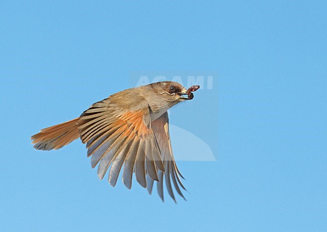 Taigaigaai in vlucht met voedsel; Siberian Jay in flight with food stock-image by Agami/Markus Varesvuo,