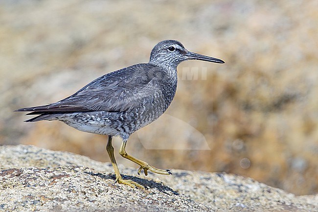 Adult breeding
Ventura Co., CA
August 2013 stock-image by Agami/Brian E Small,