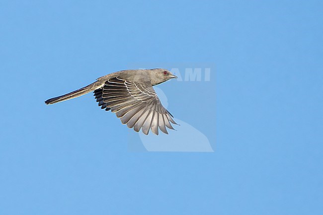 Adult female
San Diego Co., CA
January 2022 stock-image by Agami/Brian E Small,