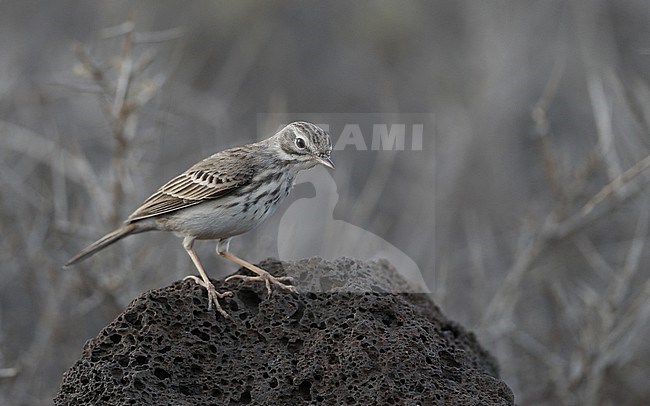 Berthelot's Pipit (Anthus berthelotii berthelotii) perched on a rock at la Rasca, Tenerife, Canary Islands stock-image by Agami/Helge Sorensen,