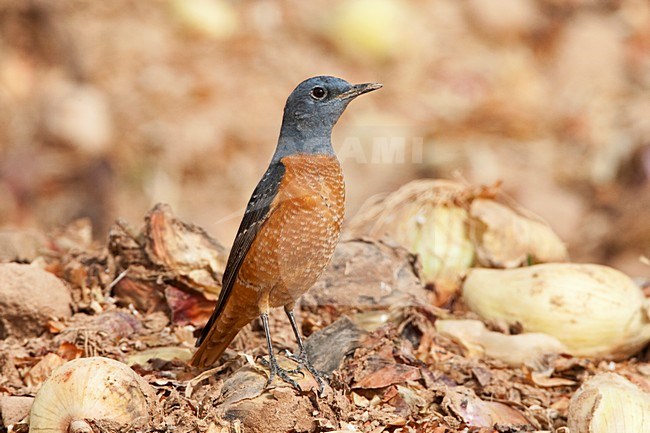 Rode Rotslijster op doortrek in Eilat; Rufous-tailed Rock Thrush adult on migration in Eilat stock-image by Agami/Marc Guyt,