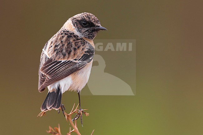 Kaspische Roodborsttapuit, Caspian Stonechat stock-image by Agami/Daniele Occhiato,