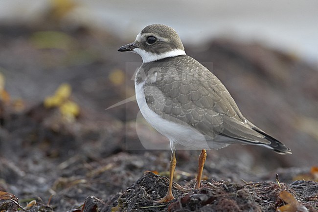 Common Ringed Plover immature standing on a beach; Bontbekplevier onvolwassen staand op strand stock-image by Agami/Jari Peltomäki,