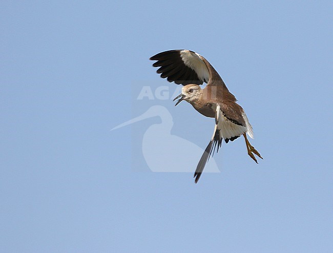 Volwassen Witstaartkievit in vlucht; Adult White-tailed Lapwing (Vanellus leucurus) in flight stock-image by Agami/James Eaton,