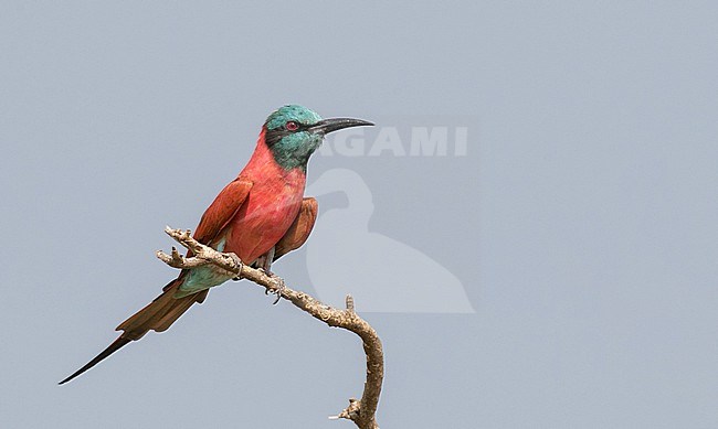 Northern Carmine Bee-eater (Merops nubicus) in Murchison Falls National Park, Uganda. stock-image by Agami/Ian Davies,