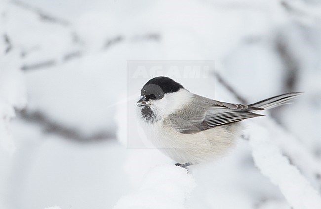 Matkop in de sneeuw; Willow Tit in the snow stock-image by Agami/Markus Varesvuo,