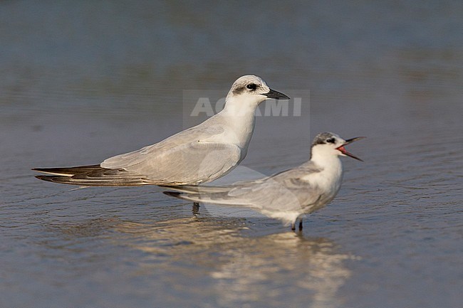 Gull-billed Tern (Gelochelidon nilotica), standing in the water together with a Whiskered Tern, Salalah, Dhofar, Oman stock-image by Agami/Saverio Gatto,