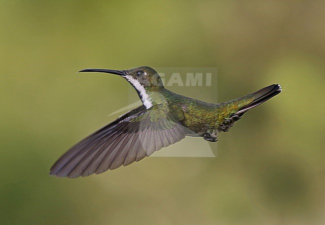 An award winning photo of a female Black-throated Mango (Anthracothorax nigricollis) at ProAves Cerulean Warbler Reserve, San Vicente de Chucuri, Santander, Colombia. stock-image by Agami/Tom Friedel,
