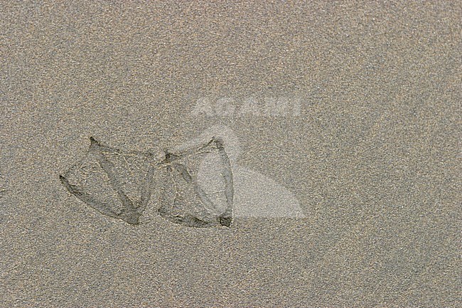 Gull foot print in the sand stock-image by Agami/Glenn Bartley,