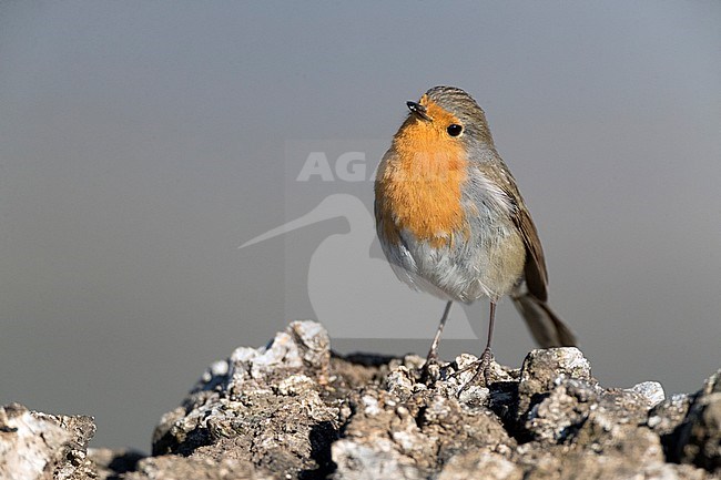 Adult European Robin (Erithacus rubecula) in late winter in on a rock. stock-image by Agami/Marc Guyt,