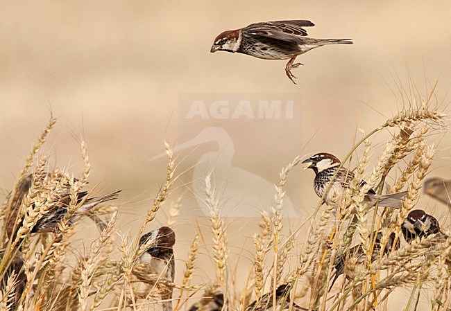 Spaanse Mus groep etend van graan; Spanish Sparrow flock feeding on grain stock-image by Agami/Marc Guyt,