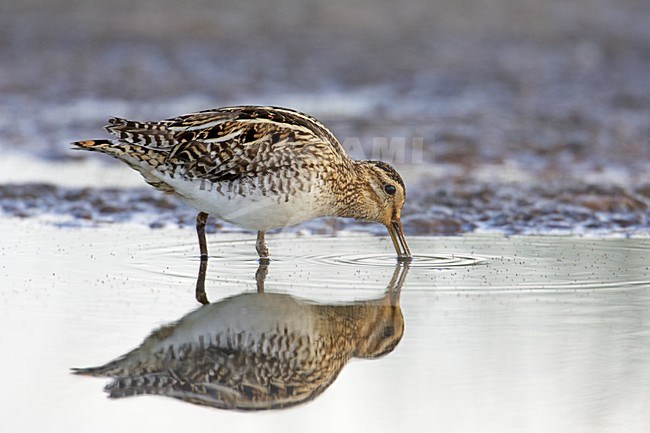 Foeragerende Watersnip; Foraging Common Snipe stock-image by Agami/Markus Varesvuo,