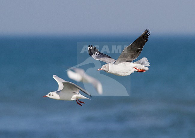 Adult Grey-headed Gull (Chroicocephalus cirrocephalus poliocephalus) in Italy. A rare vagrant from Africa. stock-image by Agami/Josh Jones,