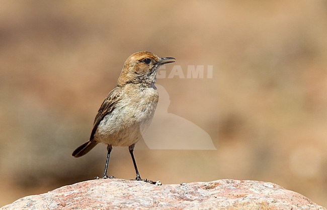 Vrouwtje Roodstuittapuit roepend; Female Red-rumped Wheatear calling stock-image by Agami/Roy de Haas,