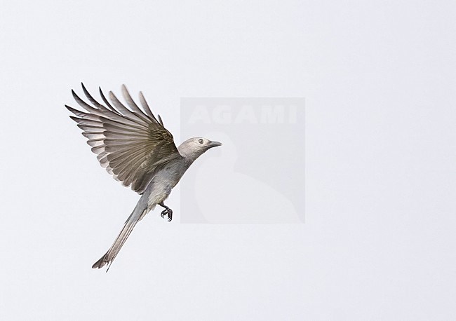 Ashy Drongo (Dicrurus leucophaeus leucogenis) during autumn. stock-image by Agami/Yann Muzika,