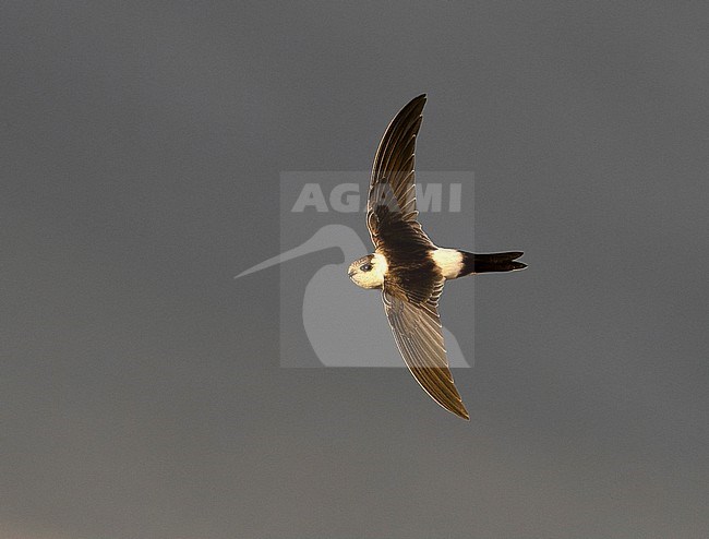 Andean Swift (Aeronautes andecolus) in Chile. stock-image by Agami/Dani Lopez-Velasco,