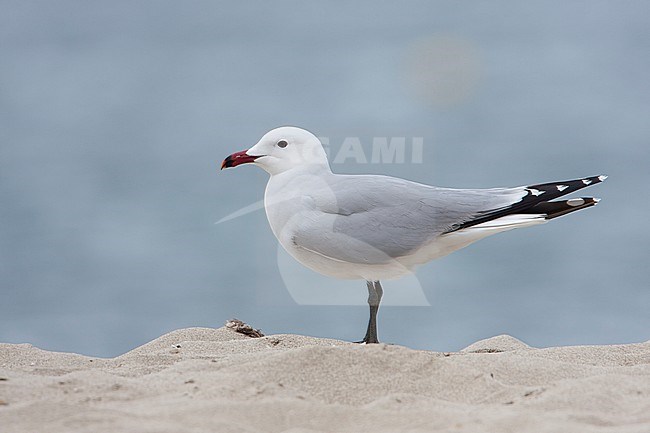 Audouins Meeuw, Audouin's Gull; Ichthyaetus audouinii, Spain (Mallorca), adult stock-image by Agami/Ralph Martin,