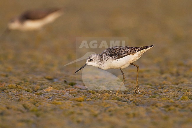 Marsh Sandpiper - TeichwasserlÃ¤ufer - Tringa stagnatilis, Oman, adult, breeding plumage stock-image by Agami/Ralph Martin,