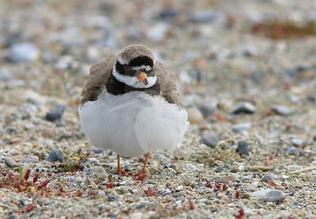 Bontbekplevier in broedgebied; Ringed Plover at breedingsite stock-image by Agami/Reint Jakob Schut,