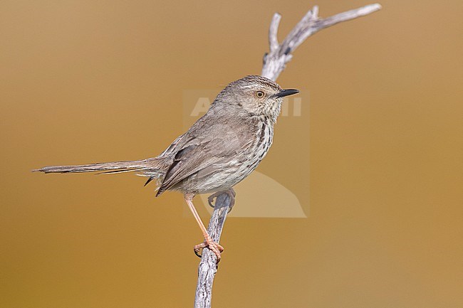 Karoo Prinia (Prinia maculosa), side view of an adult perched on a branch, Western Cape, South Africa stock-image by Agami/Saverio Gatto,