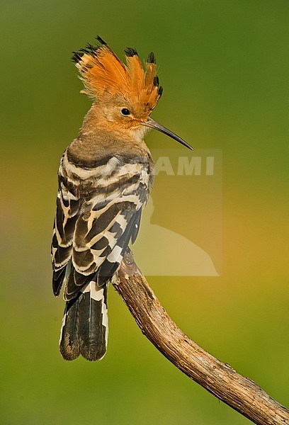 Eurasian Hoopoe (Upupa epops) in Italy stock-image by Agami/Alain Ghignone,