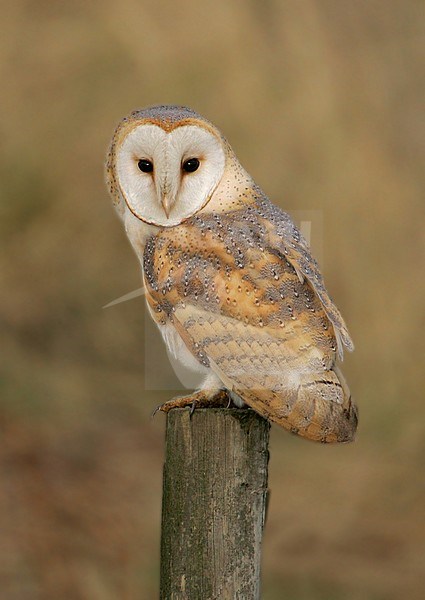 Pale Barn Owl adult perched on a pole; Witte Kerkuil volwassen zittend op een paal stock-image by Agami/Bill Baston,