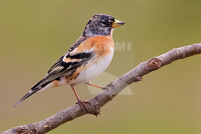 Mannetje Keep; Male Brambling stock-image by Agami/Daniele Occhiato,