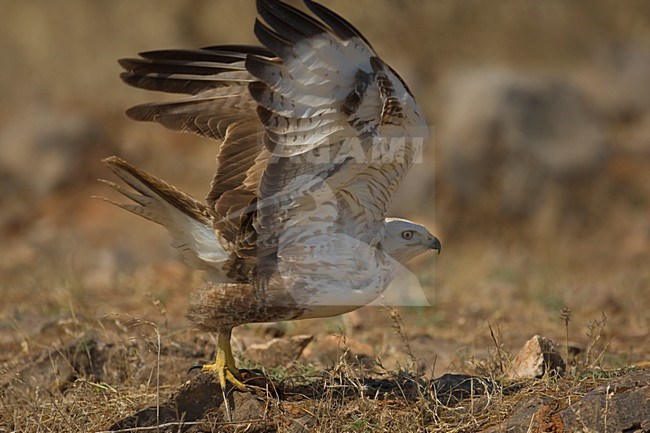 Juveniele Arendbuizerd in zit; Juvenile Long-legged Buzzard perched stock-image by Agami/Daniele Occhiato,