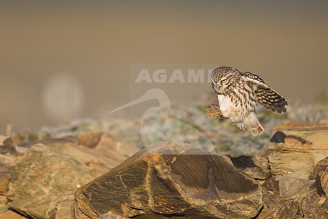 Little Owl - Steinkauz - Athene noctua vidalii, Spain, adult, male stock-image by Agami/Ralph Martin,