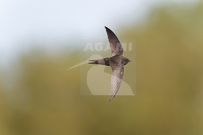Gierzwaluw in vlucht, Common Swift in flight stock-image by Agami/Ran Schols,