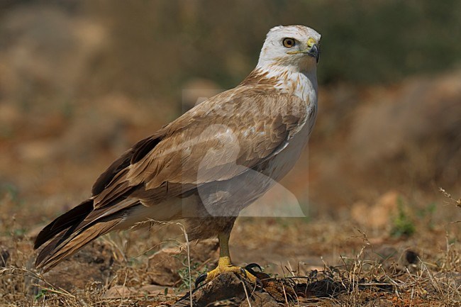 Juveniele Arendbuizerd in zit; Juvenile Long-legged Buzzard perched stock-image by Agami/Daniele Occhiato,